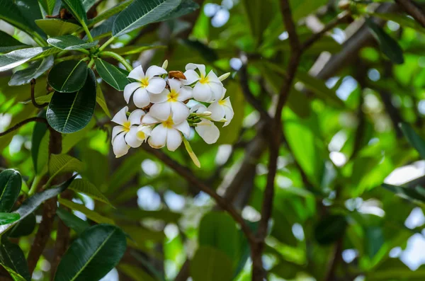 Fleur de frangipani blanche — Photo