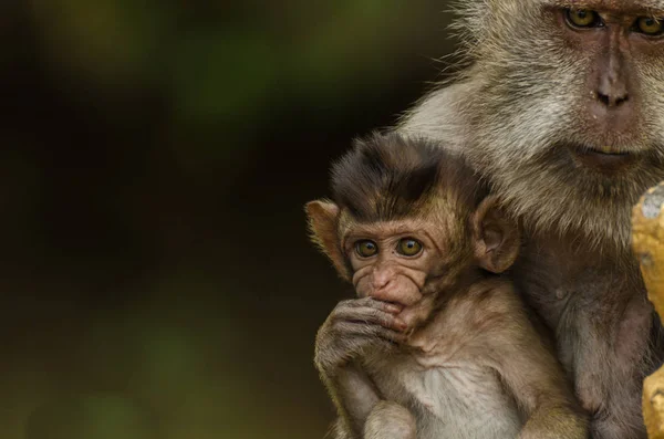 Macaco com bebê closeup — Fotografia de Stock