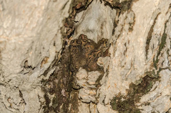 Bir ağaçta birçok kurbağa — Stok fotoğraf