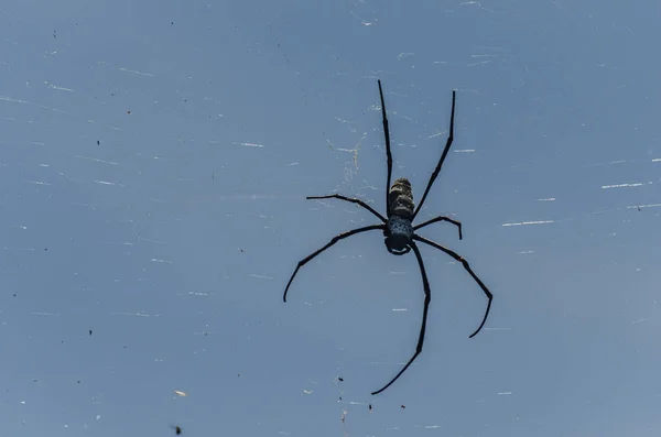 Большой паук в сети — стоковое фото
