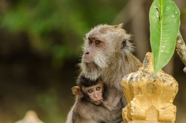 Monkey and baby in indonesia — Stock Photo, Image