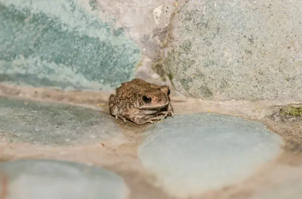 Mała żaba na prysznic na wakacje — Zdjęcie stockowe