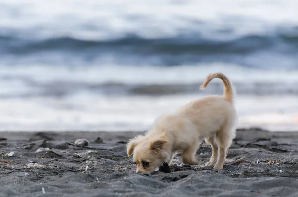 Μικρό λευκό σκυλί σε παραλία με άμμο — Φωτογραφία Αρχείου