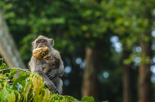 Macaco com bebê e se alimentar no templo — Fotografia de Stock