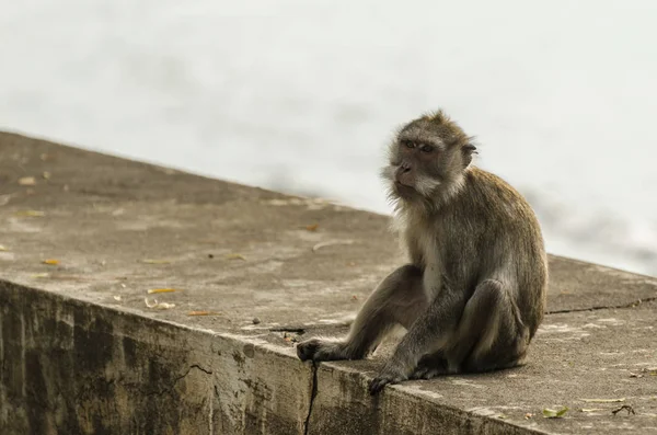 Aap makaak in een tempel — Stockfoto