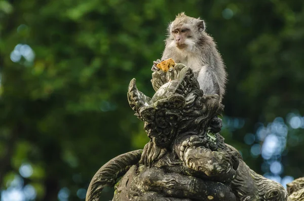 猴子在寺内的雕塑。 — 图库照片