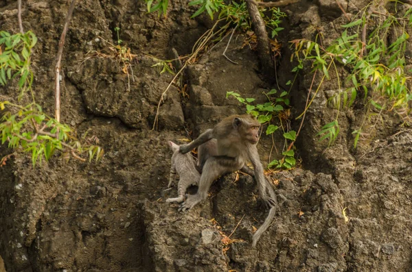 Macaque monkey has cat — Stock Photo, Image