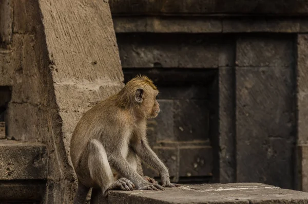 Aap zitten in een tempel — Stockfoto