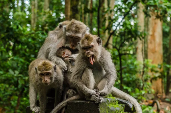 Three monkeys and baby grimaces in temple — Stock Photo, Image