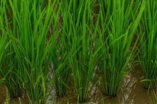 Rice plants in the water — Stock Photo, Image