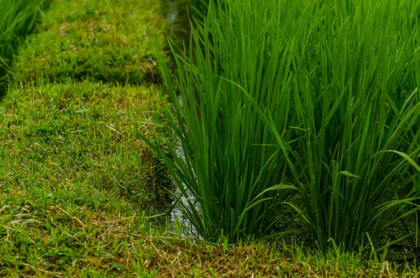 Rice plant closeup — Stock Photo, Image