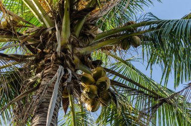 Palmiye ağacı ve hindistan cevizi