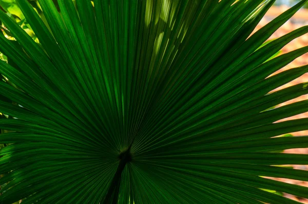 Yeşil fan palmiye — Stok fotoğraf
