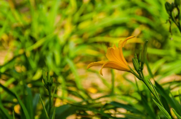 Flor de laranjeira na selva — Fotografia de Stock