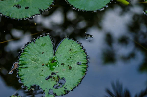 Water lily leave in the pond — Stock Photo, Image