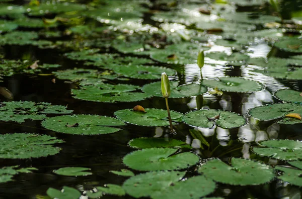 Water lilies in a pond — Stock Photo, Image