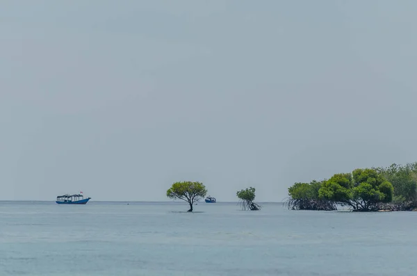 Mangrove and boat at sea — Stock Photo, Image