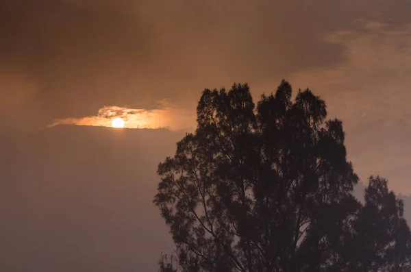 Träd med solen på volcano — Stockfoto