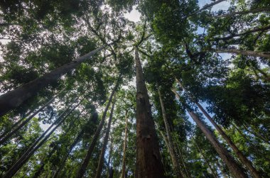 Endonezya yüksek ağaçlar