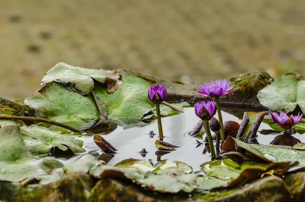 Water lilies blossom in temple — Stock Photo, Image