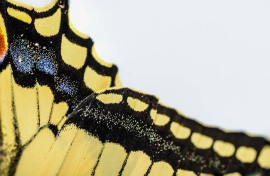 Kelebek swallowtail makro