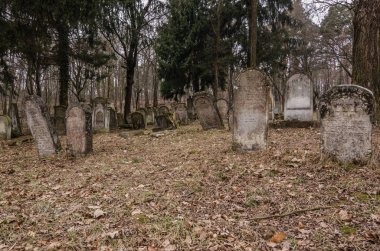 terk edilmiş orman Mezarlık Tepesi'nde