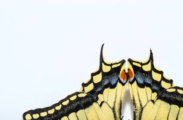 Schmetterling Schwalbenschwanz weißer Hintergrund — Stockfoto