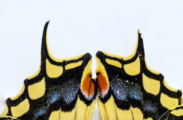 Butterfly swallowtail detalj — Stockfoto