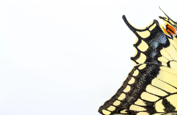 蝶アゲハチョウ白い部分拡大 — ストック写真