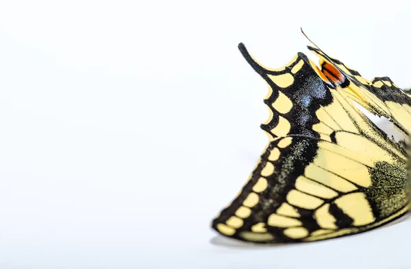 Метелик ластівка білий праворуч — стокове фото