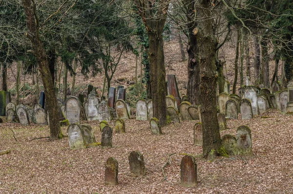 Muchas lápidas en el bosque — Foto de Stock