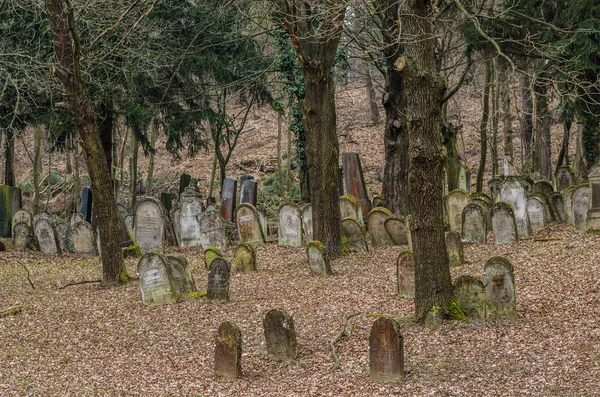 Muitas lápides na floresta — Fotografia de Stock