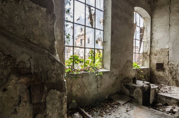 Ventana en fábrica con plantas — Foto de Stock