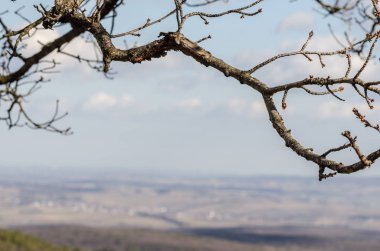 ağaç ve peyzaj dalı