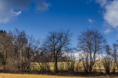 İlkbaharda ağaçlar ile manzara