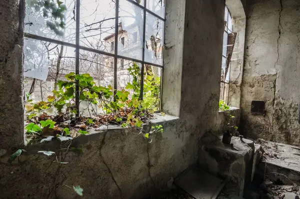 Janelas e plantas em fábrica — Fotografia de Stock