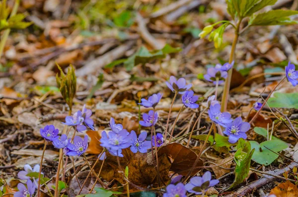 Lilac flowers on the forest floor — Stock Photo, Image