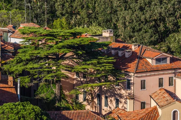 Vackert träd i Venedig — Stockfoto