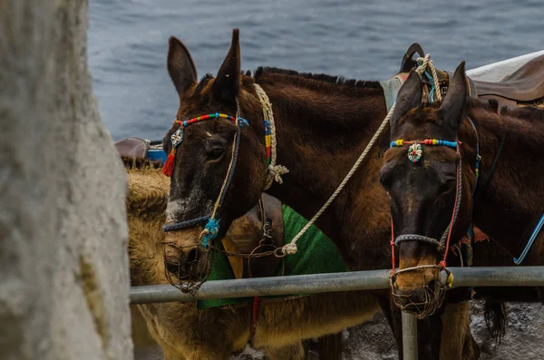 Osly čekající v Santorini — Stock fotografie