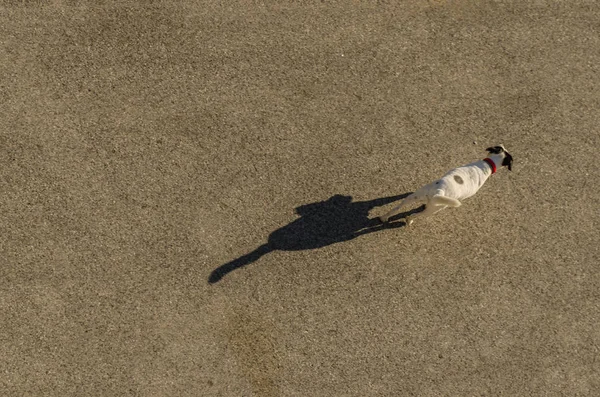 Dog and long shadow — Stock Photo, Image
