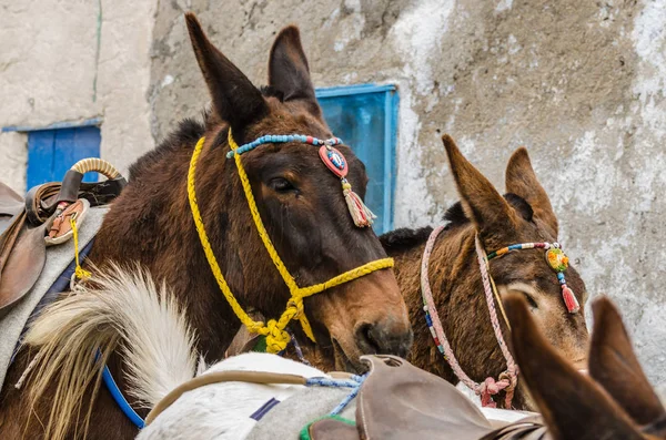 Santorini'de birçok eşekler