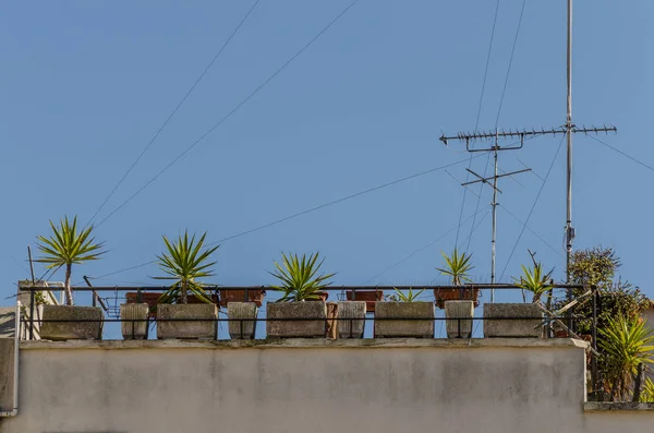 Kleine palmbomen op het balkon — Stockfoto