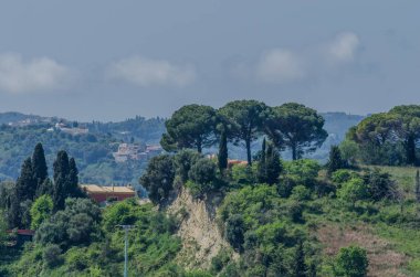 Korfu güzel ağaçlar