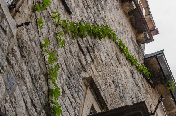 Plants on castle wall — Stock Photo, Image
