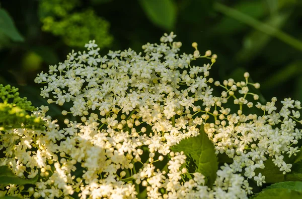 Flores de saúco en primavera — Foto de Stock