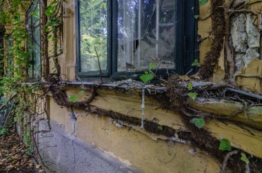 fazla gelişmiş bitkiler ile ev