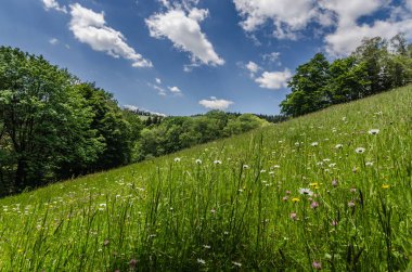 bir dağın üzerinde taze çim