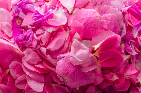粉红色的玫瑰花蕾 — 图库照片