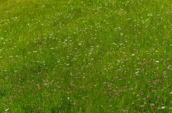 Świeżej trawy i kwiatów — Zdjęcie stockowe