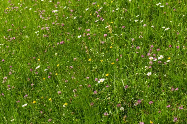 Prado de flores en la naturaleza — Foto de Stock